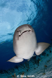Nurse Shark looking for food by Stew Smith 